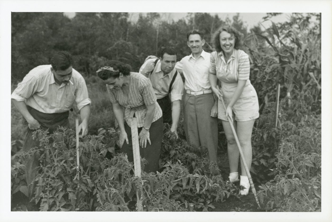 Metropolitan Life Insurance Company employees tending tomato plants in a wartime Victory Garden